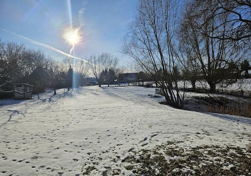 Die Weide im Winter