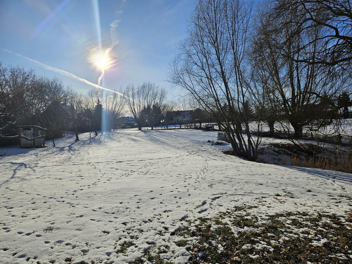 Die Weide im Winter