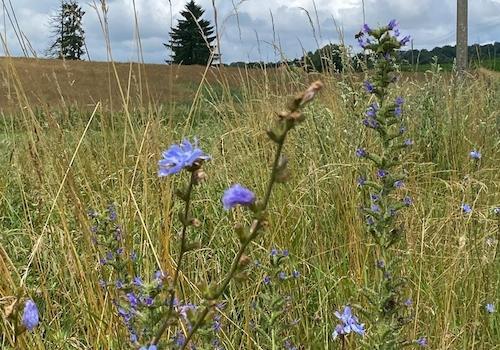 Wildwiese