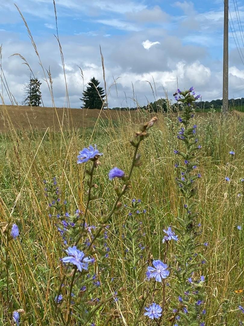 Wildwiese