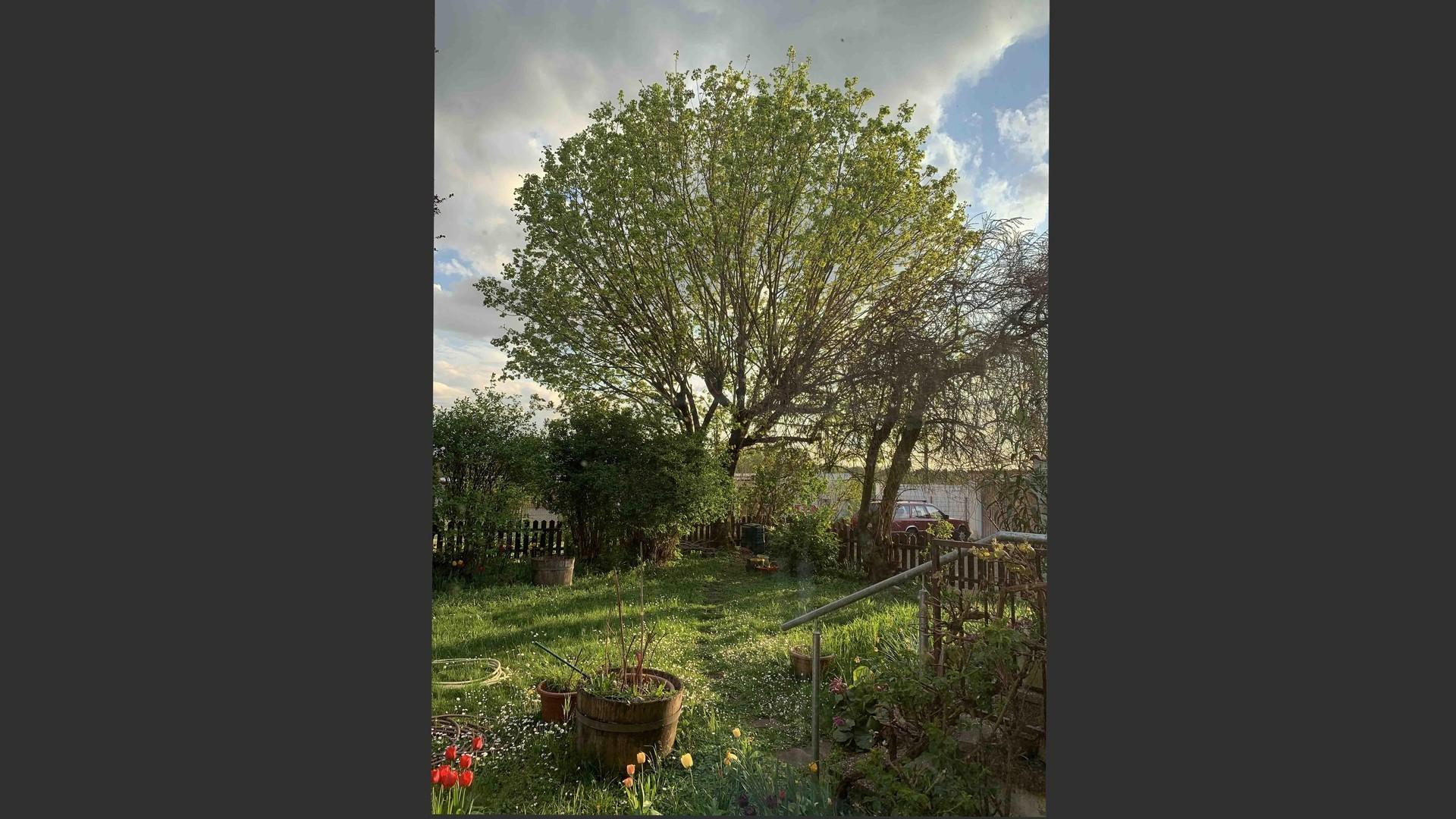 4_Garten