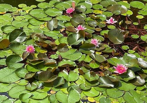 Teich