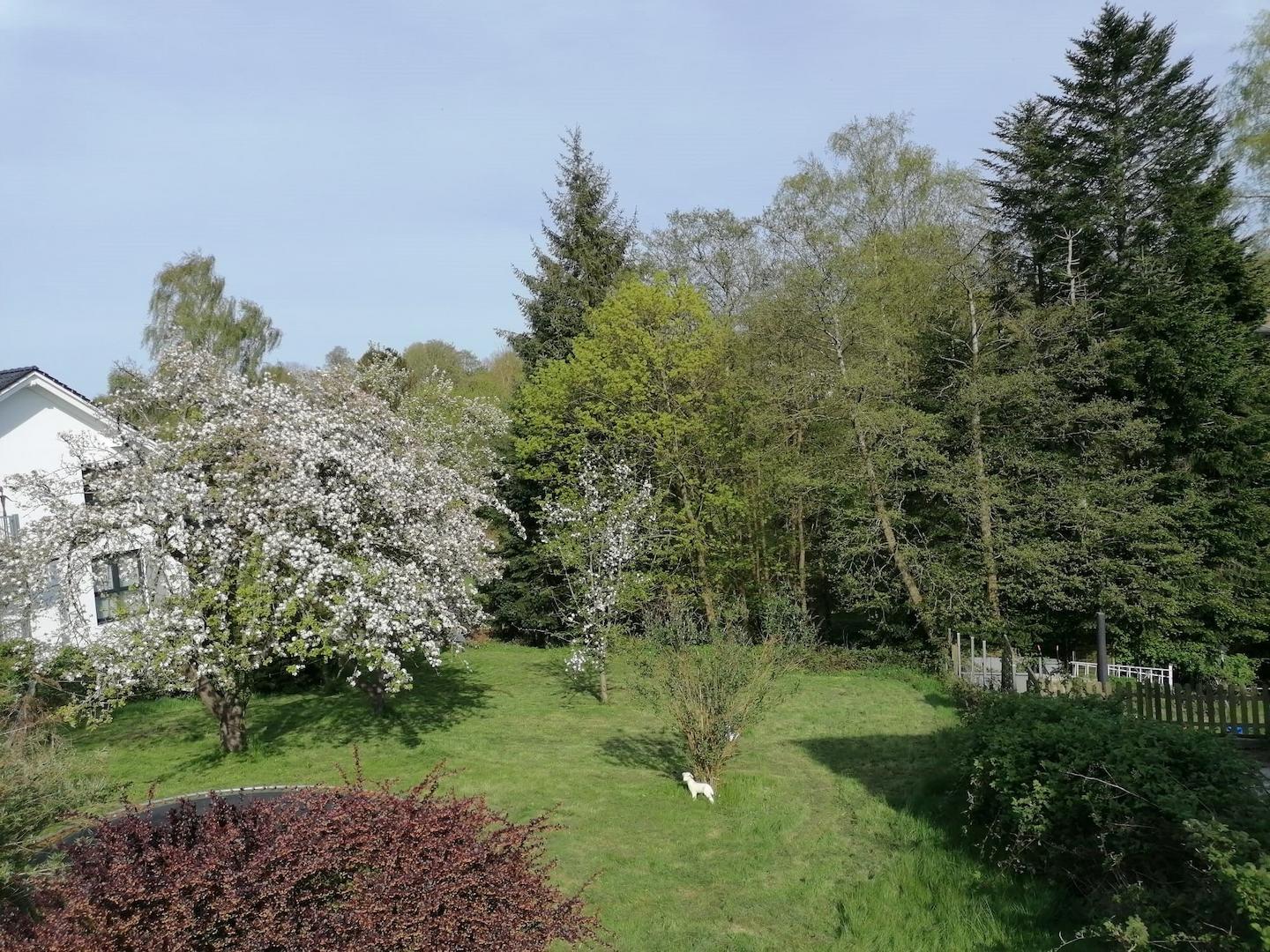 Blick in den Garten
