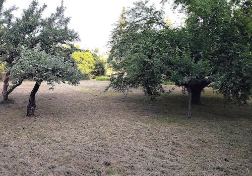 Streuobstwiese
