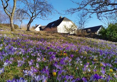 Krokusteppich im Frühling