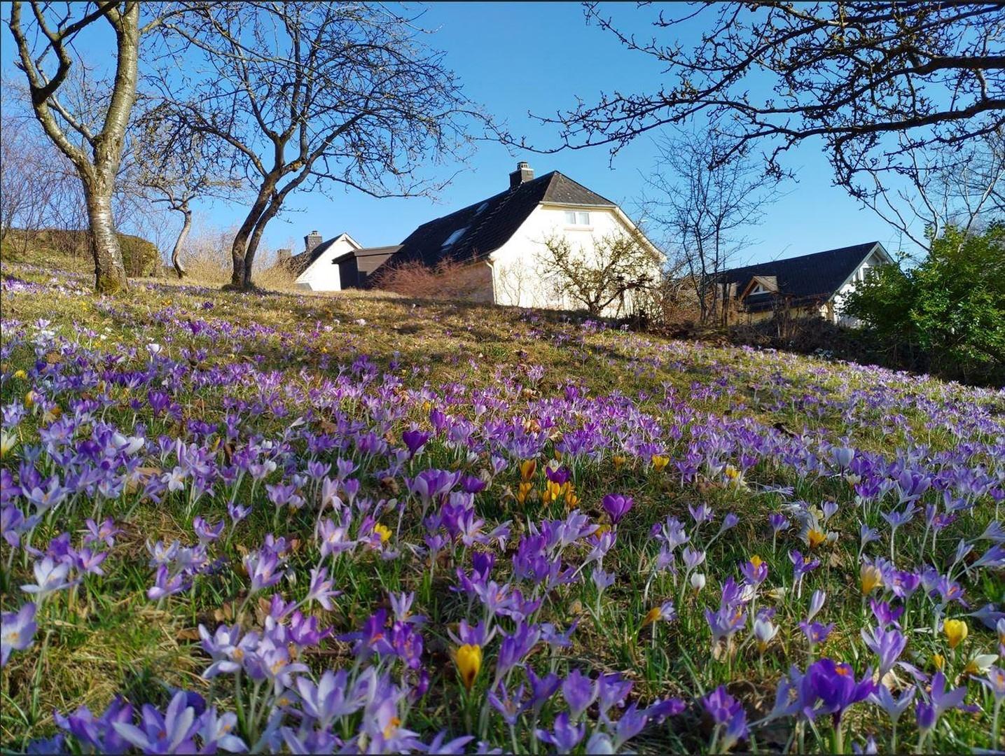Krokusteppich im Frühling