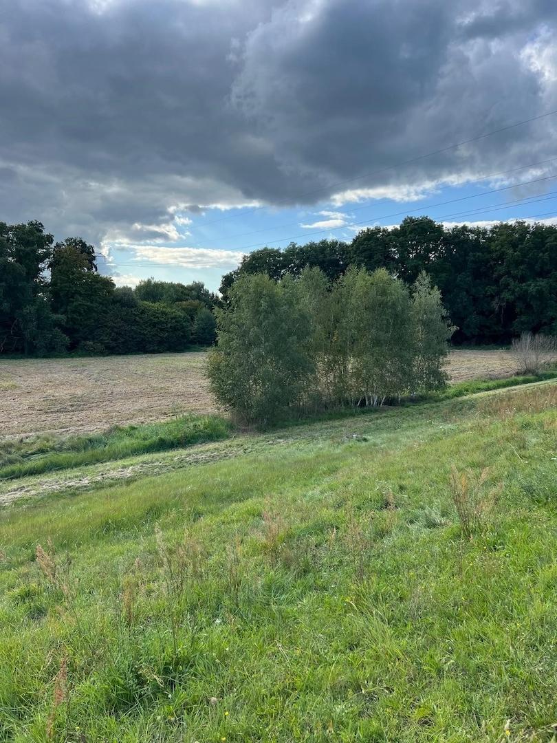 Wiese __11