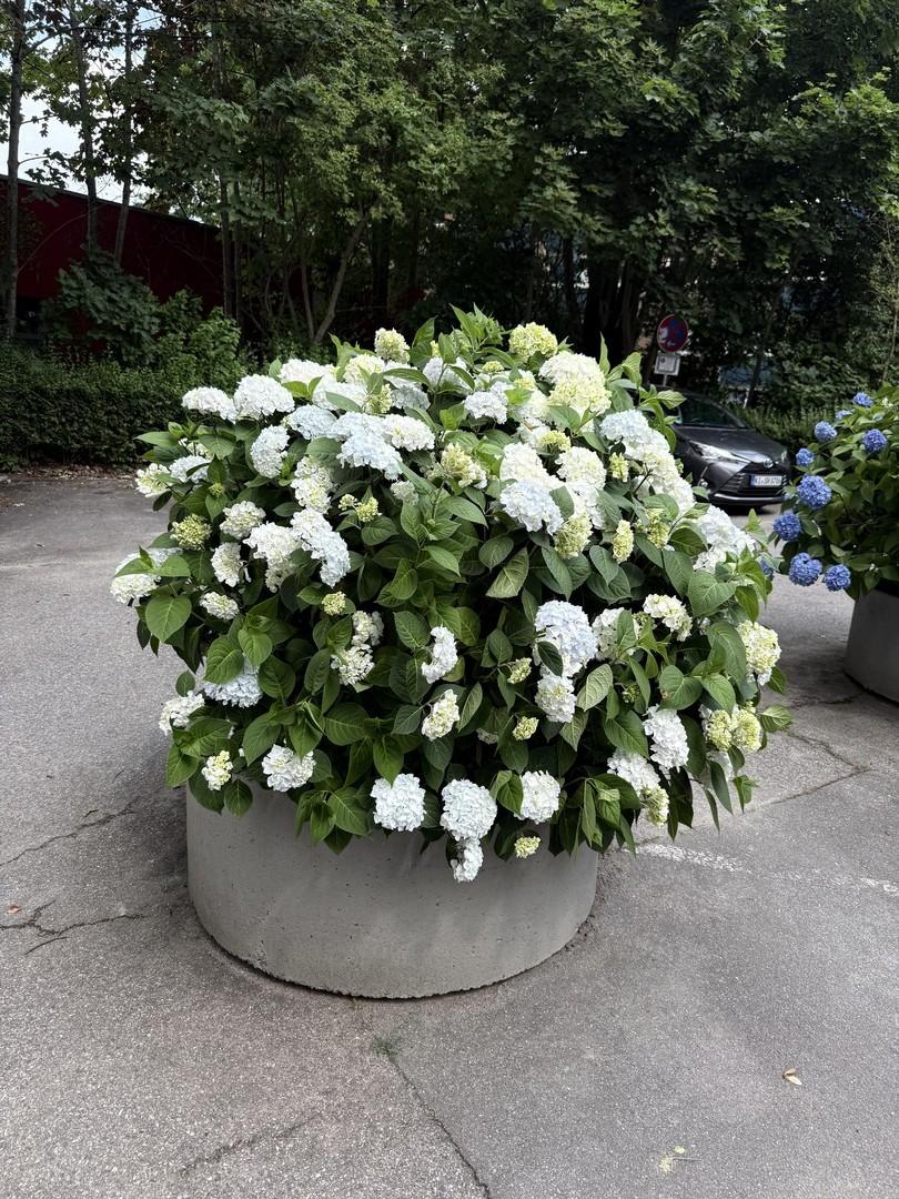 Blumen auf dem Hof