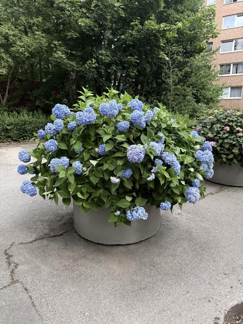 Blumen auf dem Hof