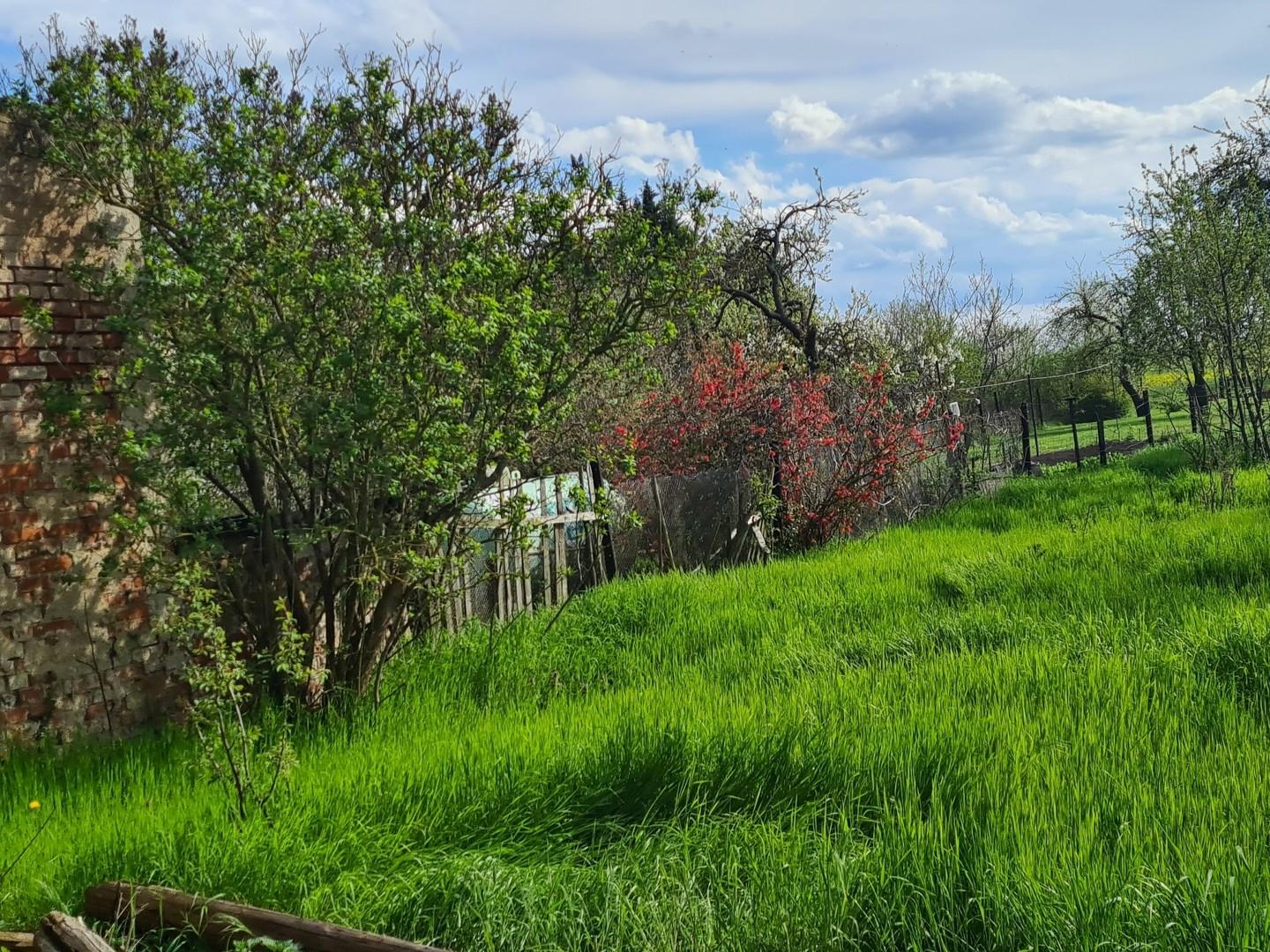 Vegetation