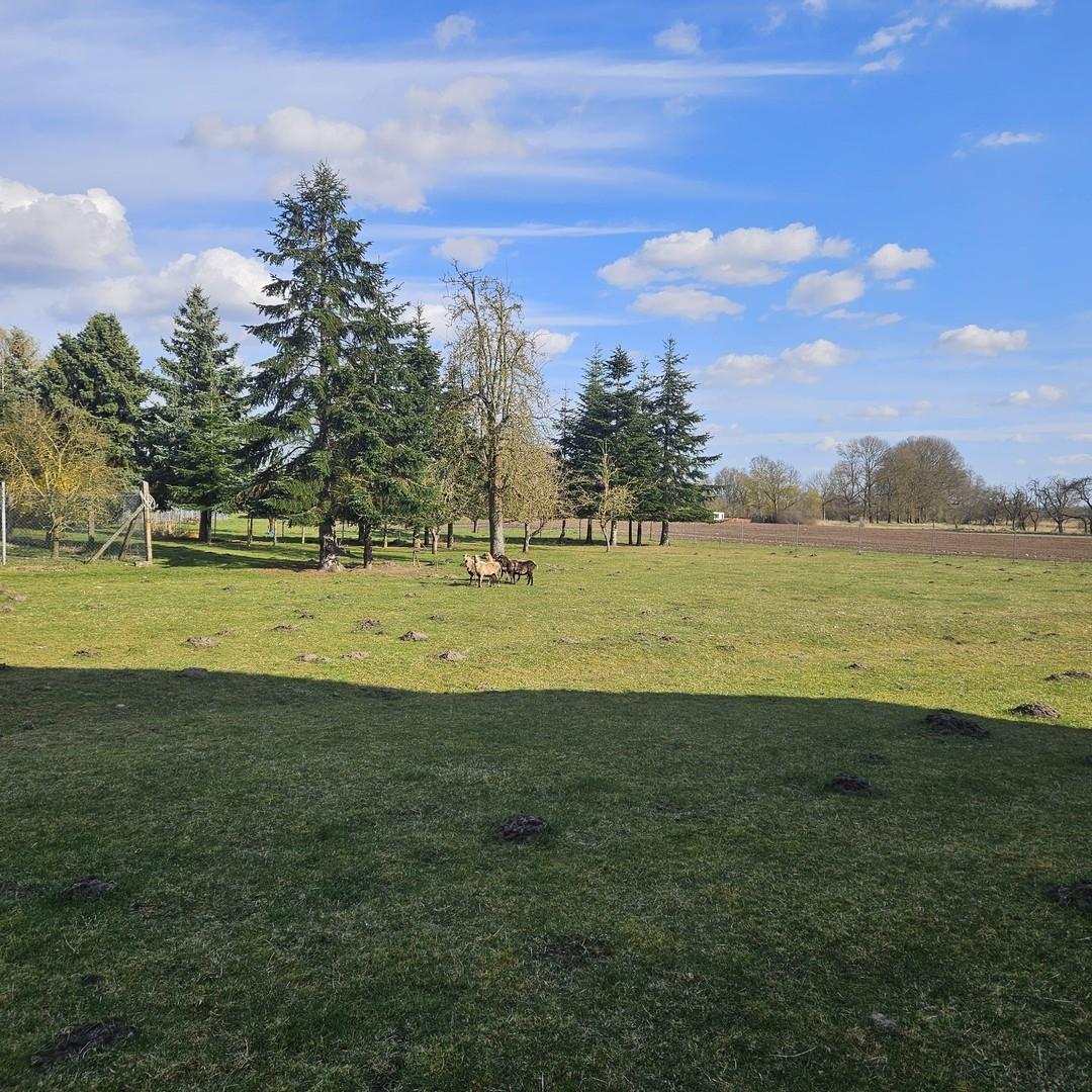 Wiese mit Nachbarhäusern