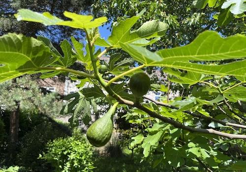 Obstgehölze im Garten