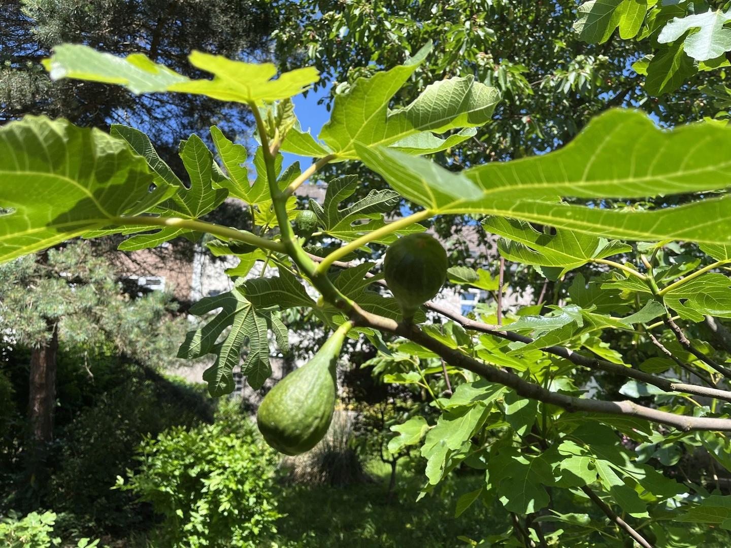Obstgehölze im Garten