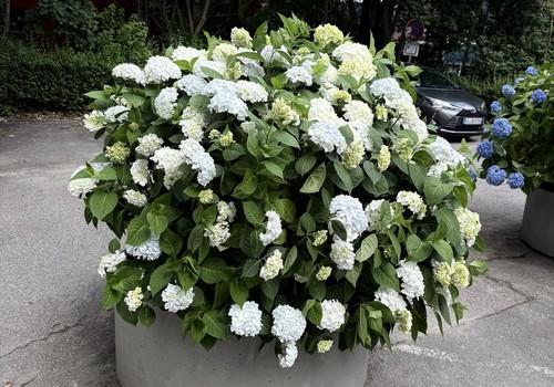 Blumen auf dem Hof