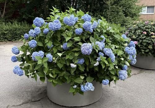 Blumen auf dem Hof