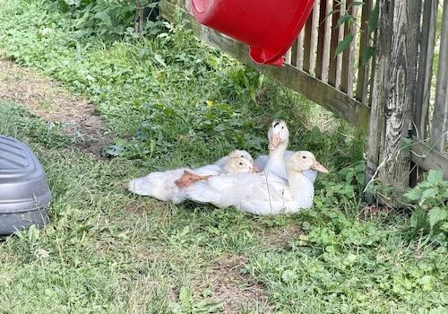 Enten