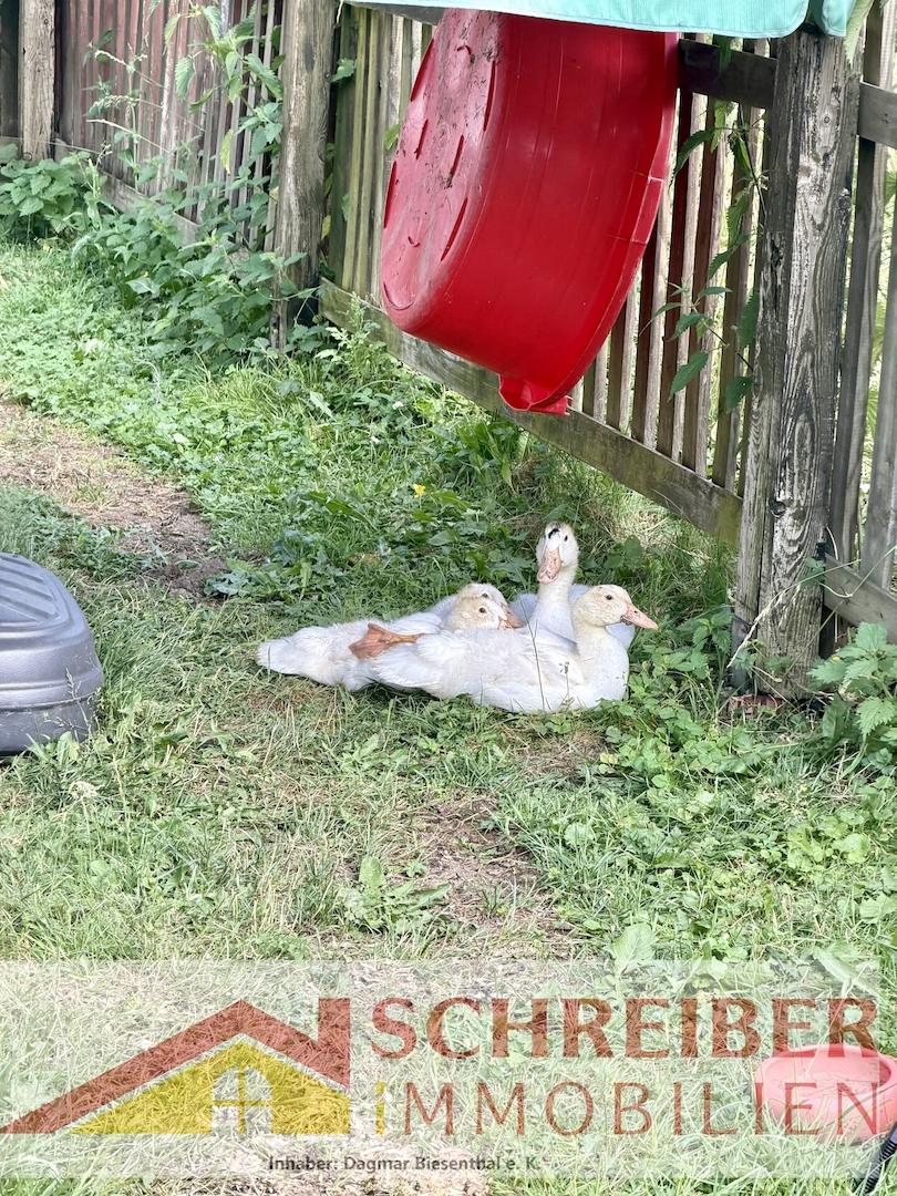 Enten