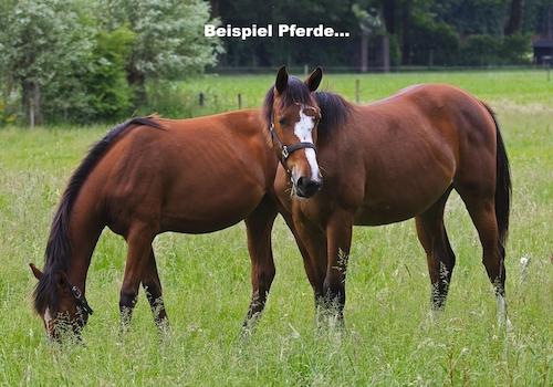 Beispiel Pferde