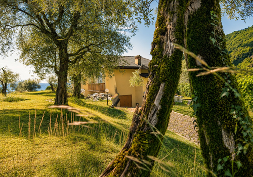Alter Olivenbaum im Garten