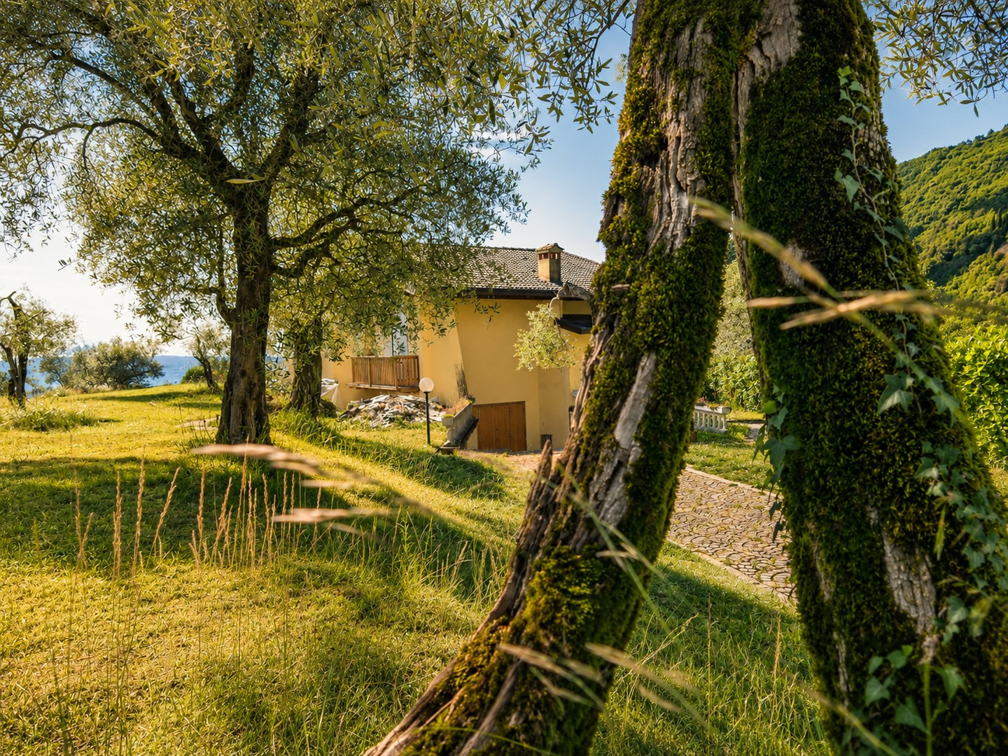 Alter Olivenbaum im Garten