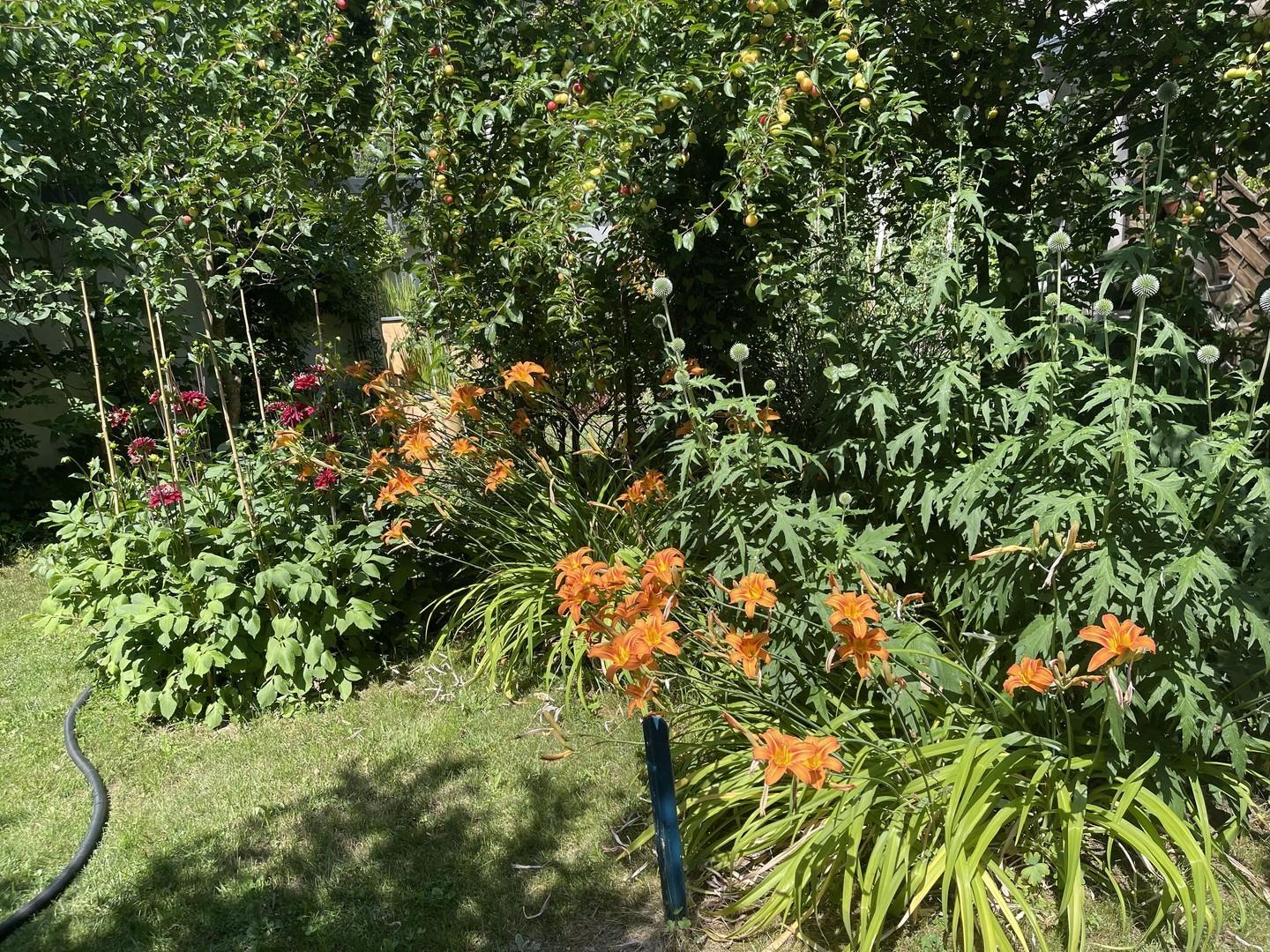 Garten im Sommer
