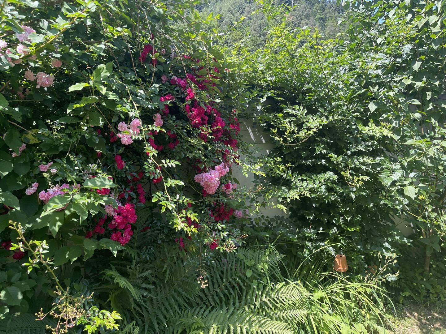 Garten im Sommer