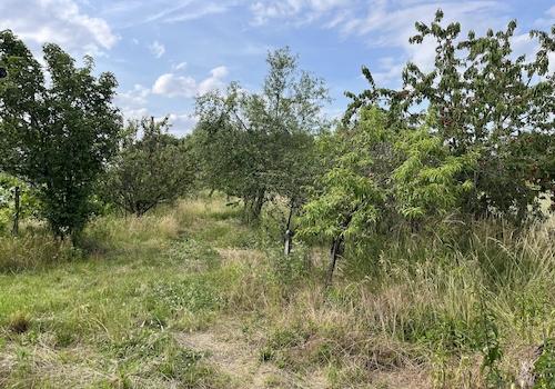 Obstgarten & Wiese