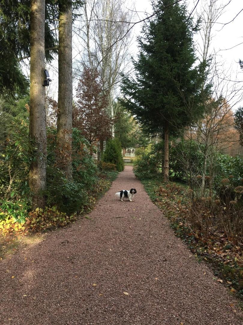 Weg zum See