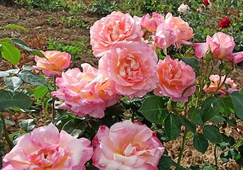 Rosen im Garten