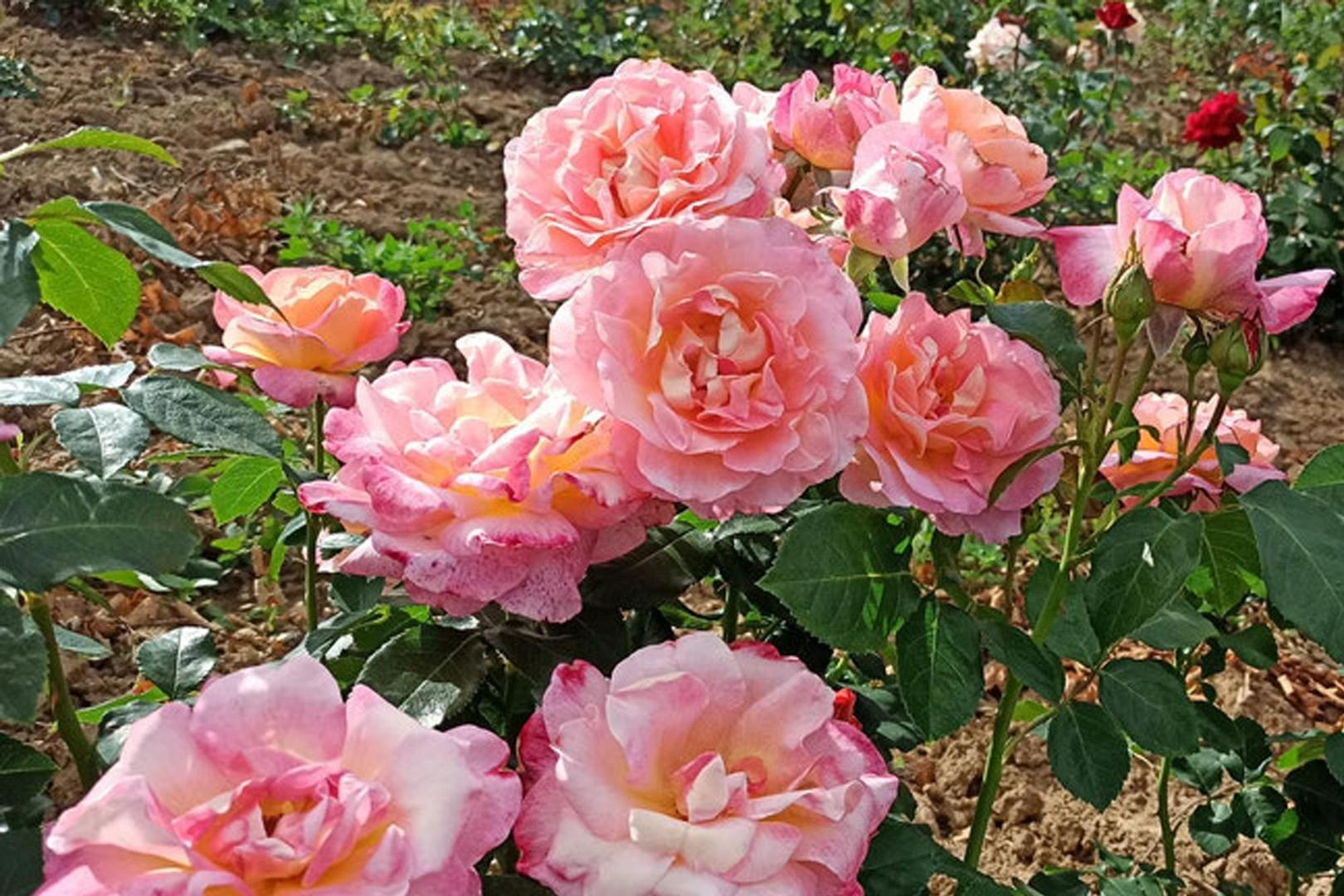 Rosen im Garten