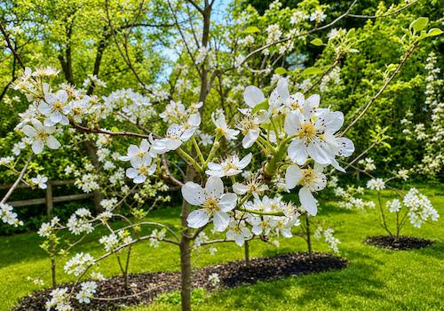 Obstbaum