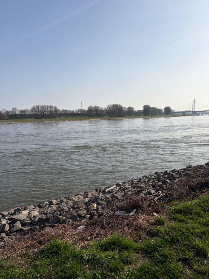 Rheinblick