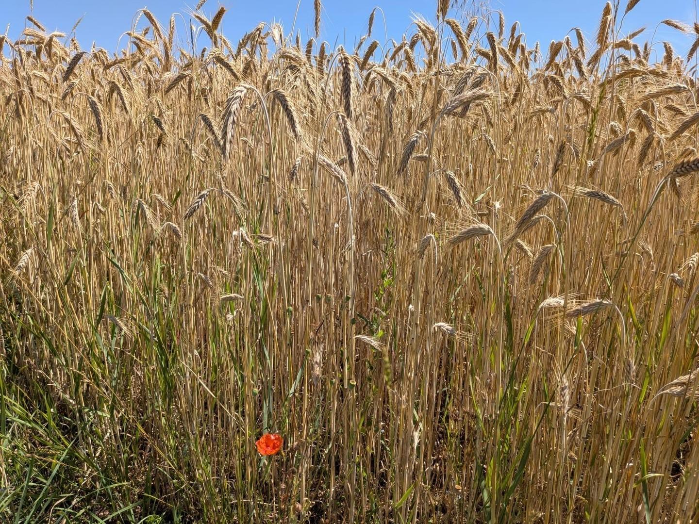 exemplarisches Landschaftsbild