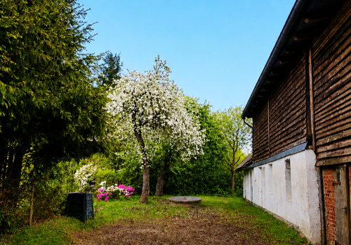Rückseite Haus u. Scheune mit Apfelbäumen