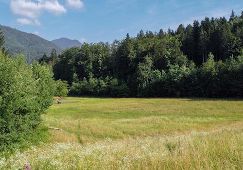 Bergblick, Wälder und Wiesen