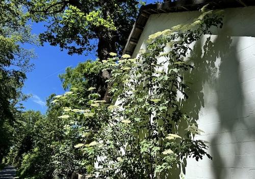 Impression Garten