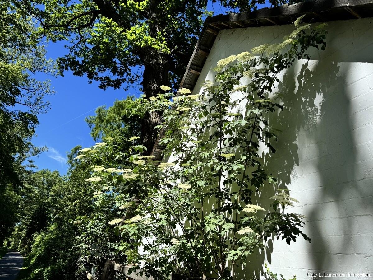 Impression Garten
