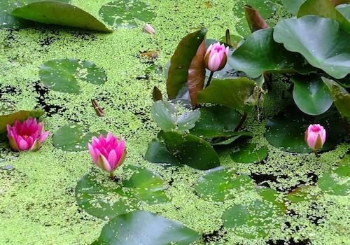 Seerosen auf dem Teich