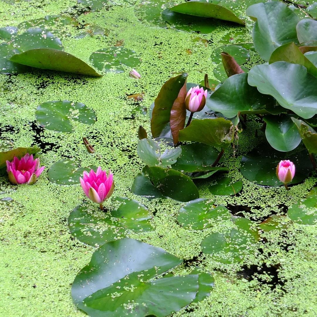 Seerosen auf dem Teich