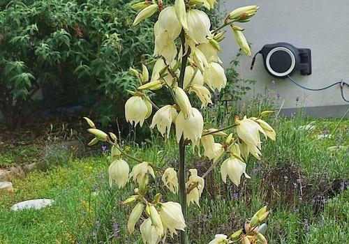 Gartenimpressionen