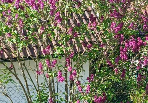 Gartenimpressionen