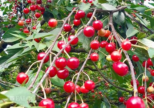Obstbäume 