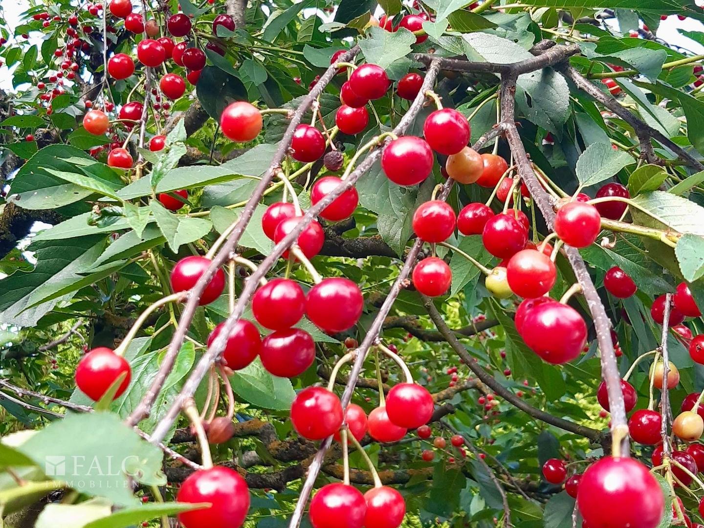 Obstbäume 
