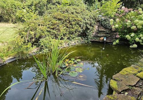 Teich