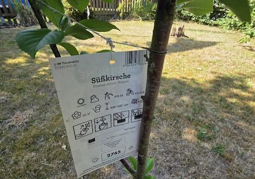 2x Süsskirschen