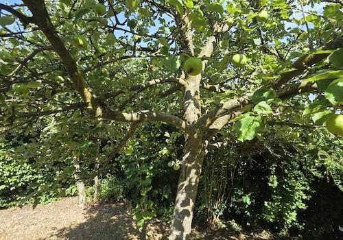 Apfelbaum