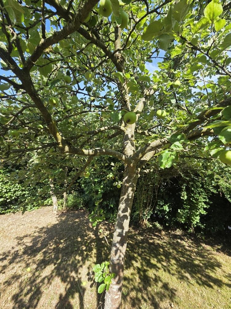 Apfelbaum