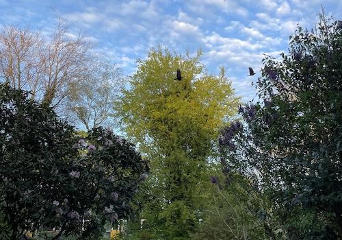 Stimmung Garten
