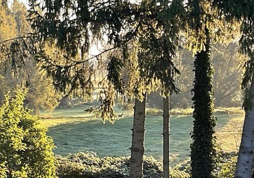 Blick vom Terrasse mit Reh