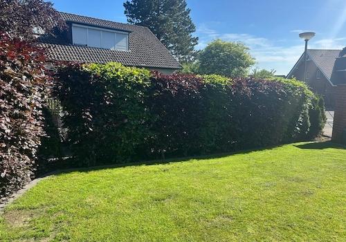 Garten4